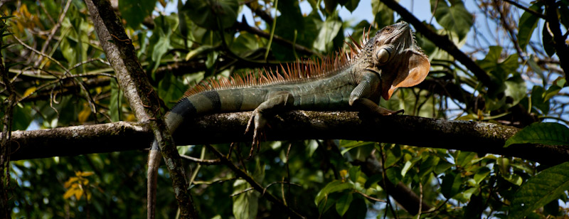 Costa Rica. Tirimbina Resort. Iguana.